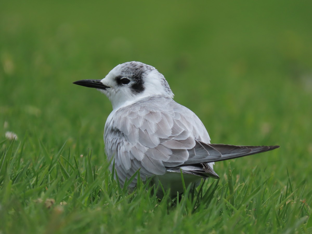 White-winged Tern - ML634587275