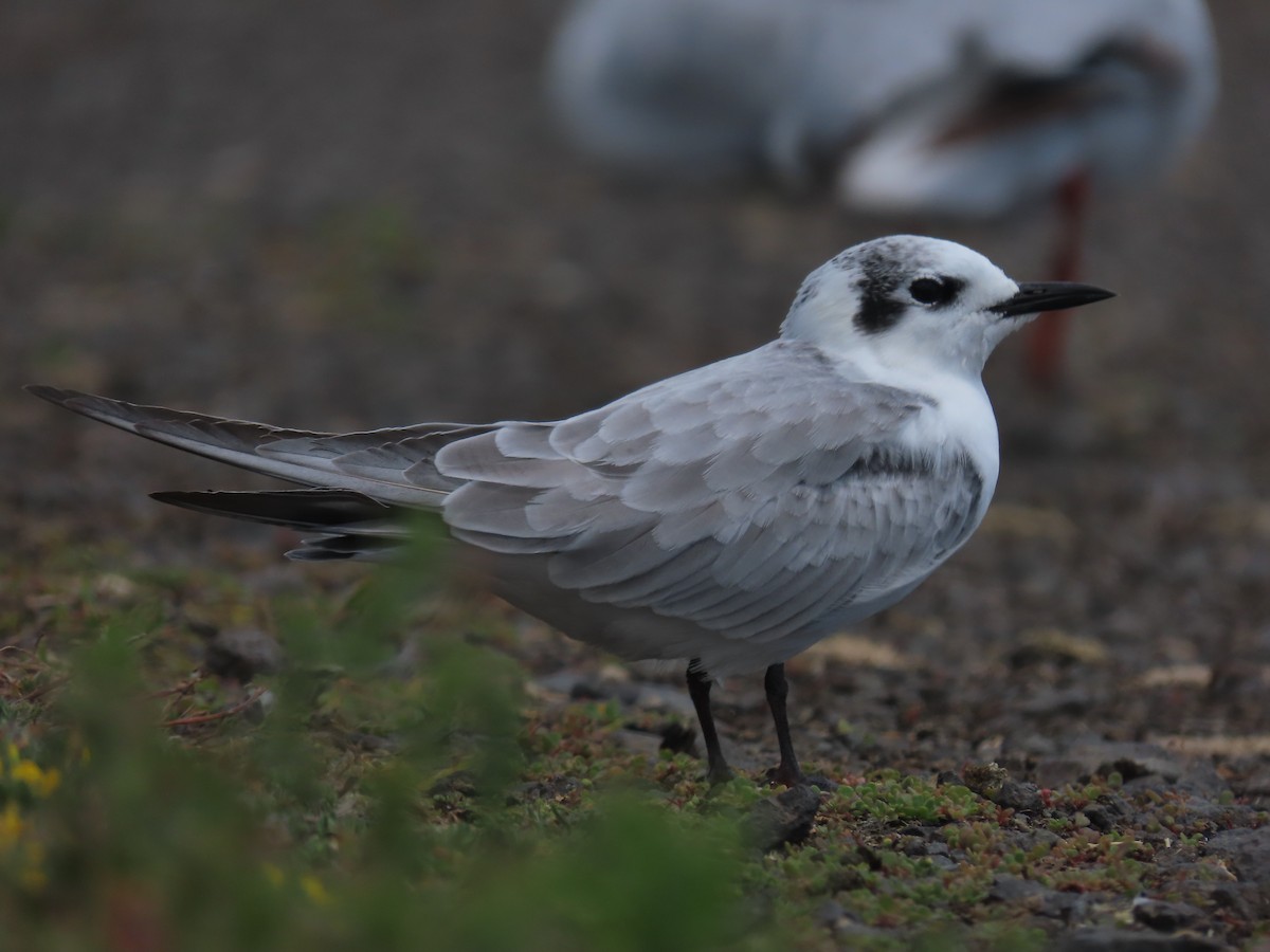 White-winged Tern - ML634587276