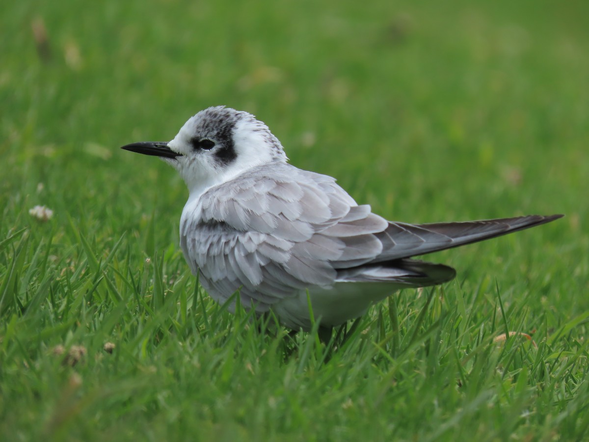 White-winged Tern - ML634587277