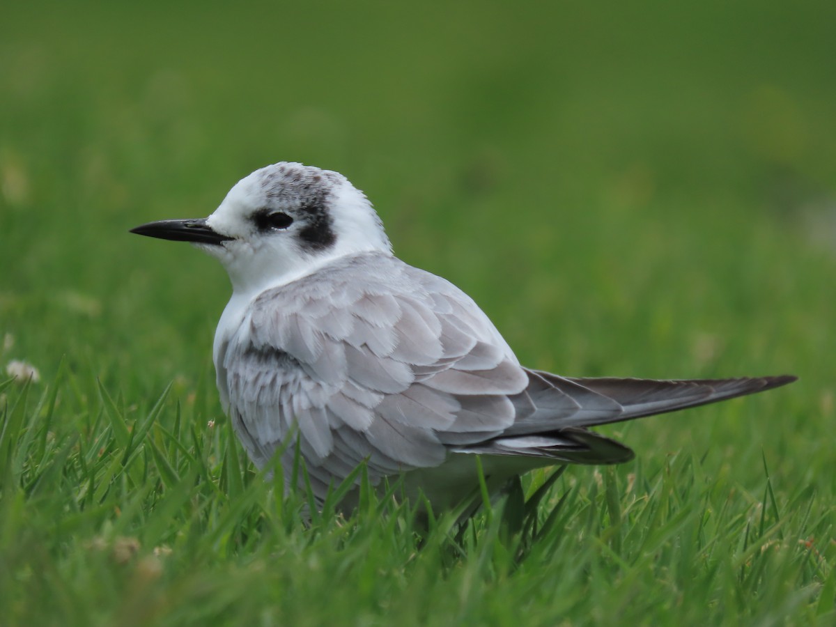 White-winged Tern - ML634587278