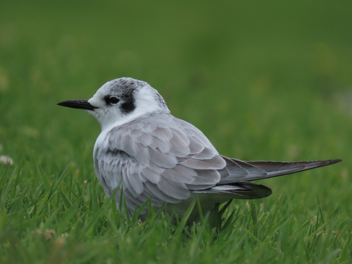 White-winged Tern - ML634587279
