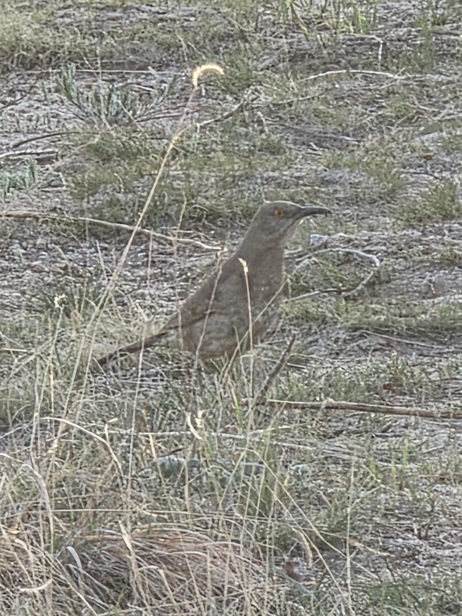 Curve-billed Thrasher - ML634587291