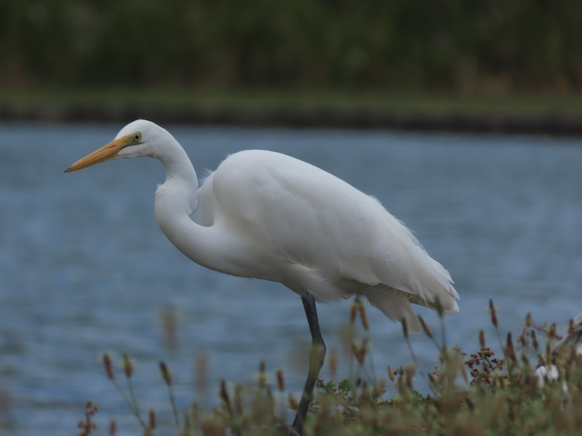 Great Egret - ML634587294