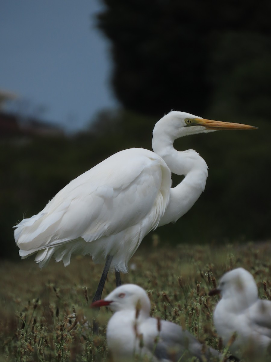 Great Egret - ML634587295