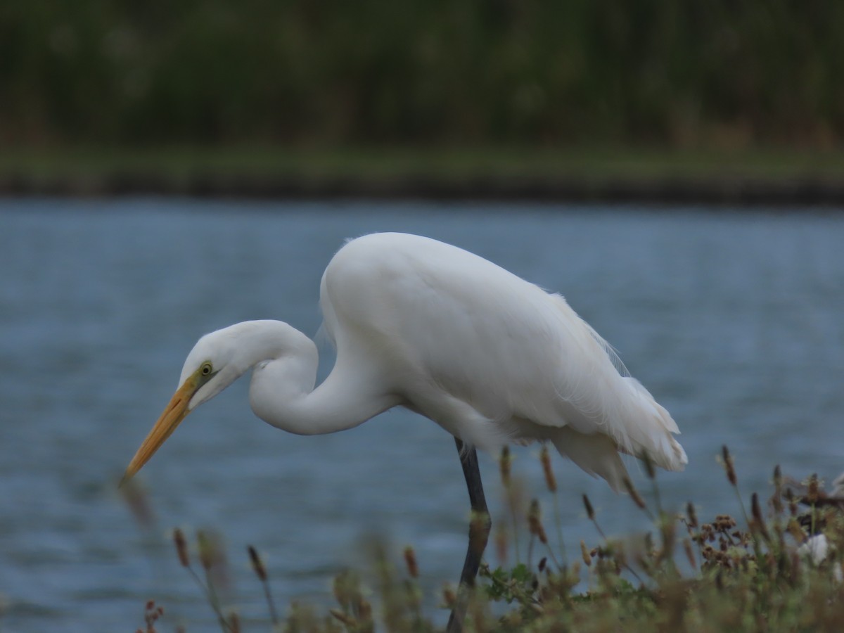 Great Egret - ML634587296
