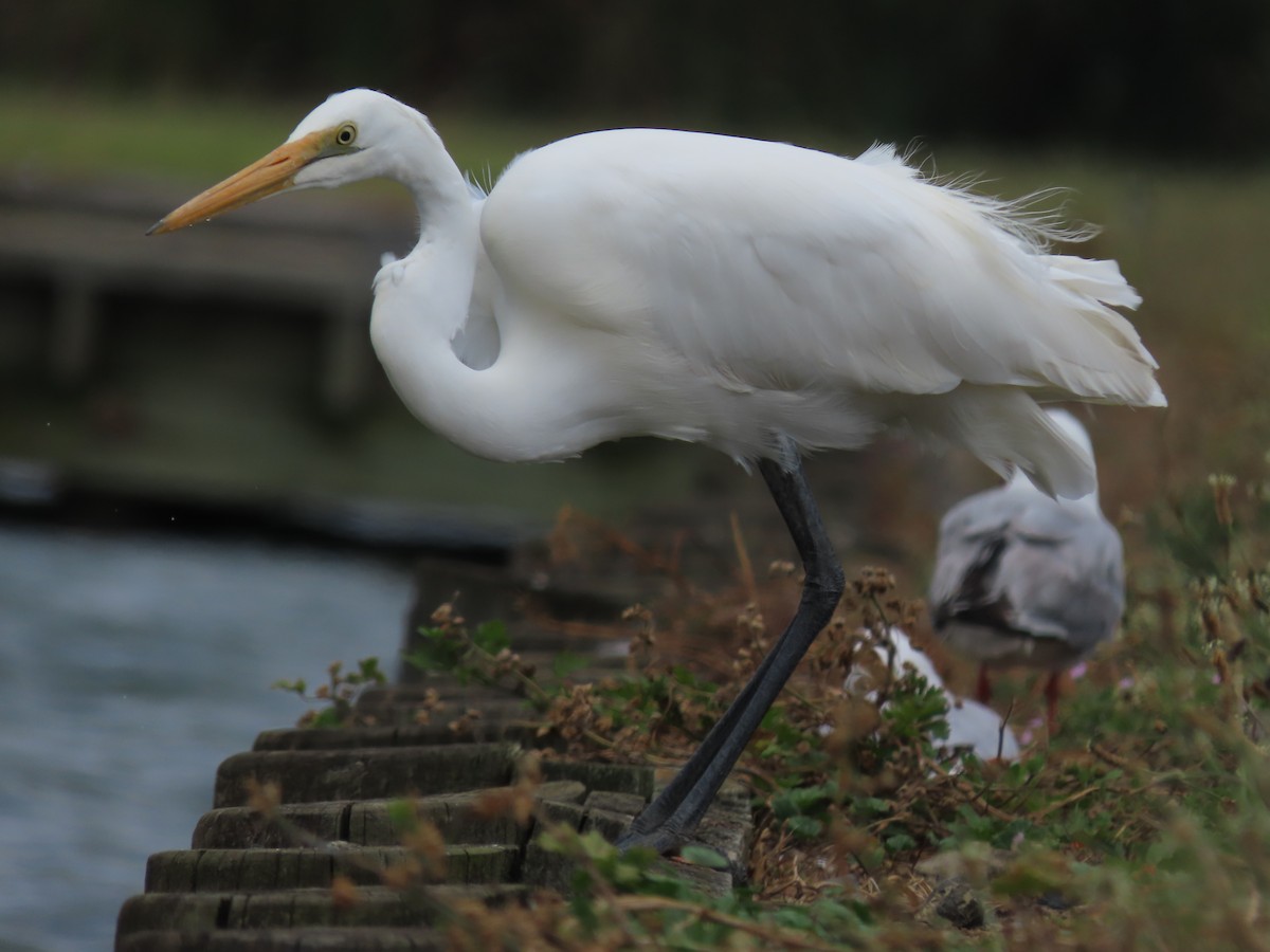 Great Egret - ML634587297