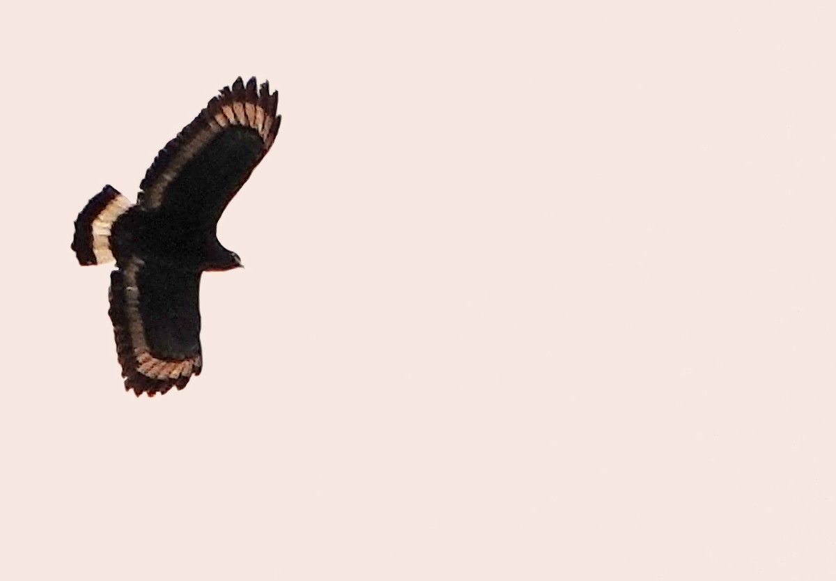 Mountain Serpent-Eagle - ML634587509