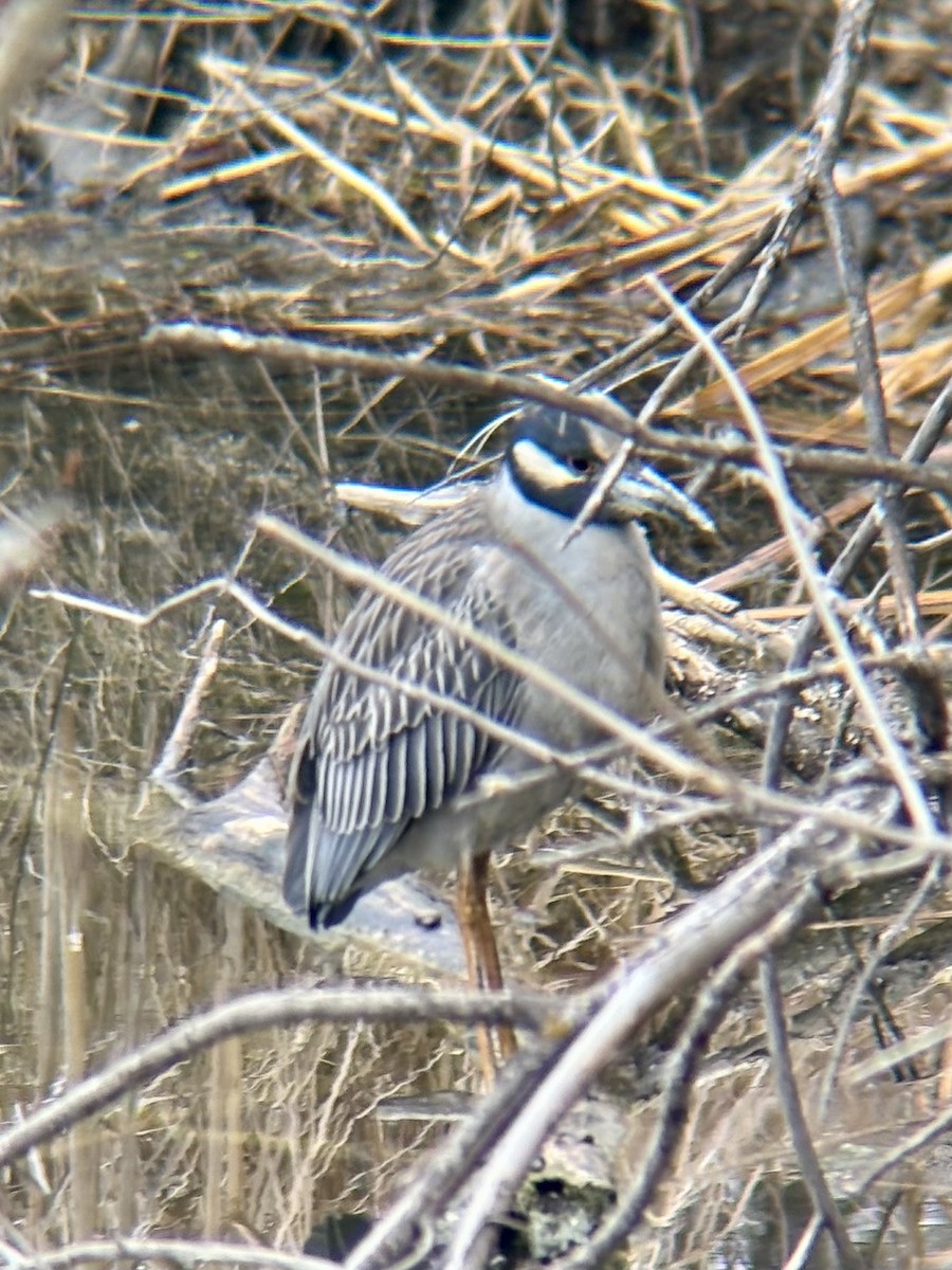 Yellow-crowned Night Heron - ML634587511