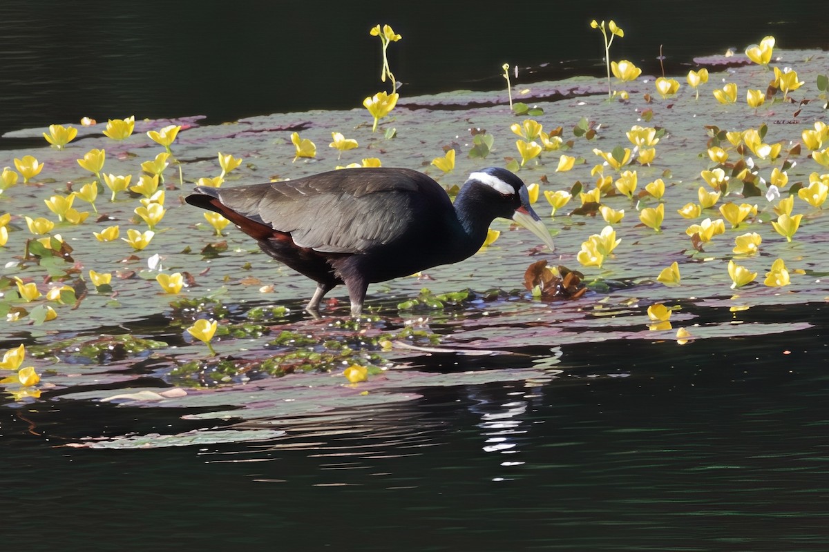 Bronze-winged Jacana - ML634587572