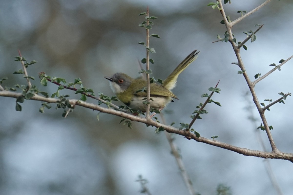 Yellow-breasted Apalis - ML634587594