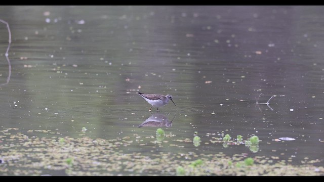 Solitary Sandpiper - ML634587611