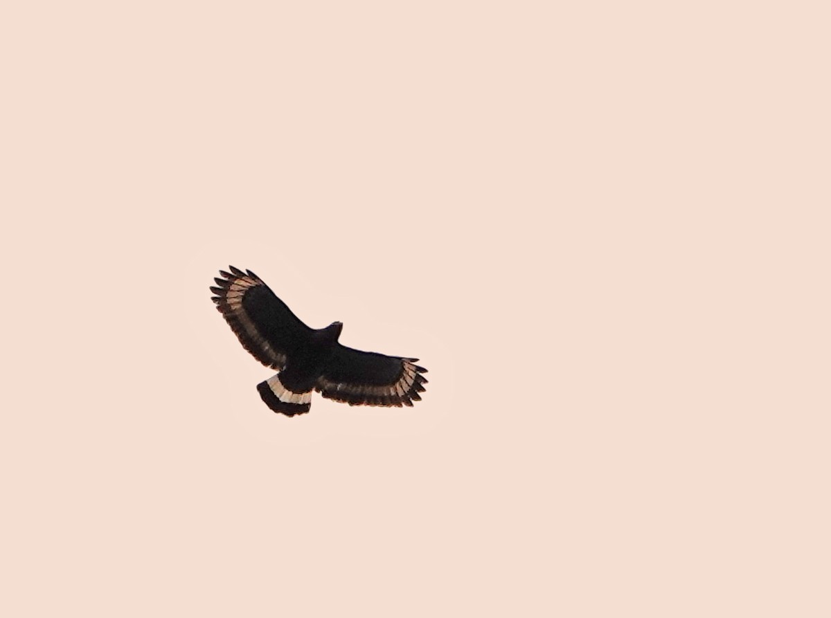 Mountain Serpent-Eagle - ML634587612
