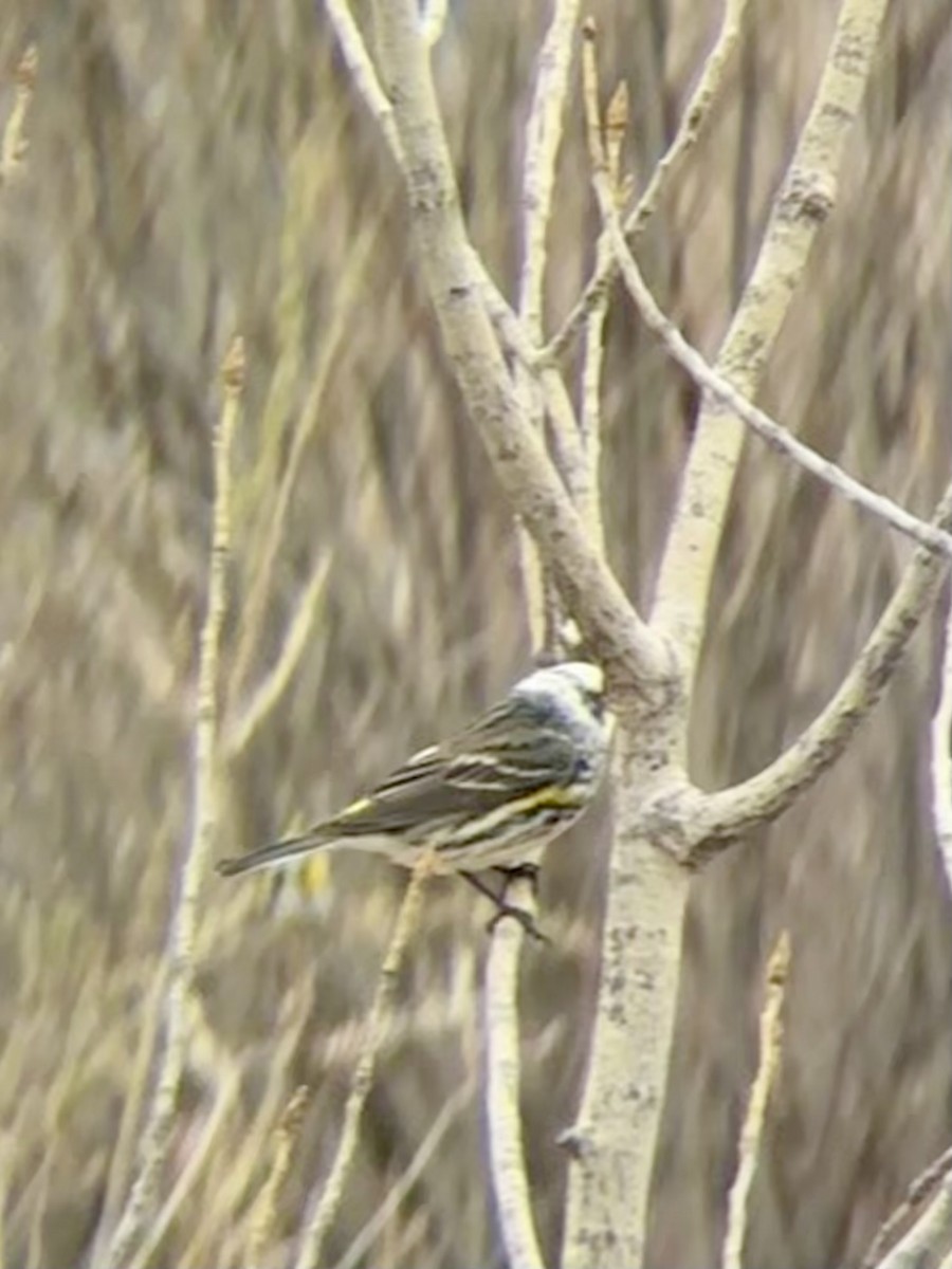 Yellow-rumped Warbler (Myrtle) - ML634587643