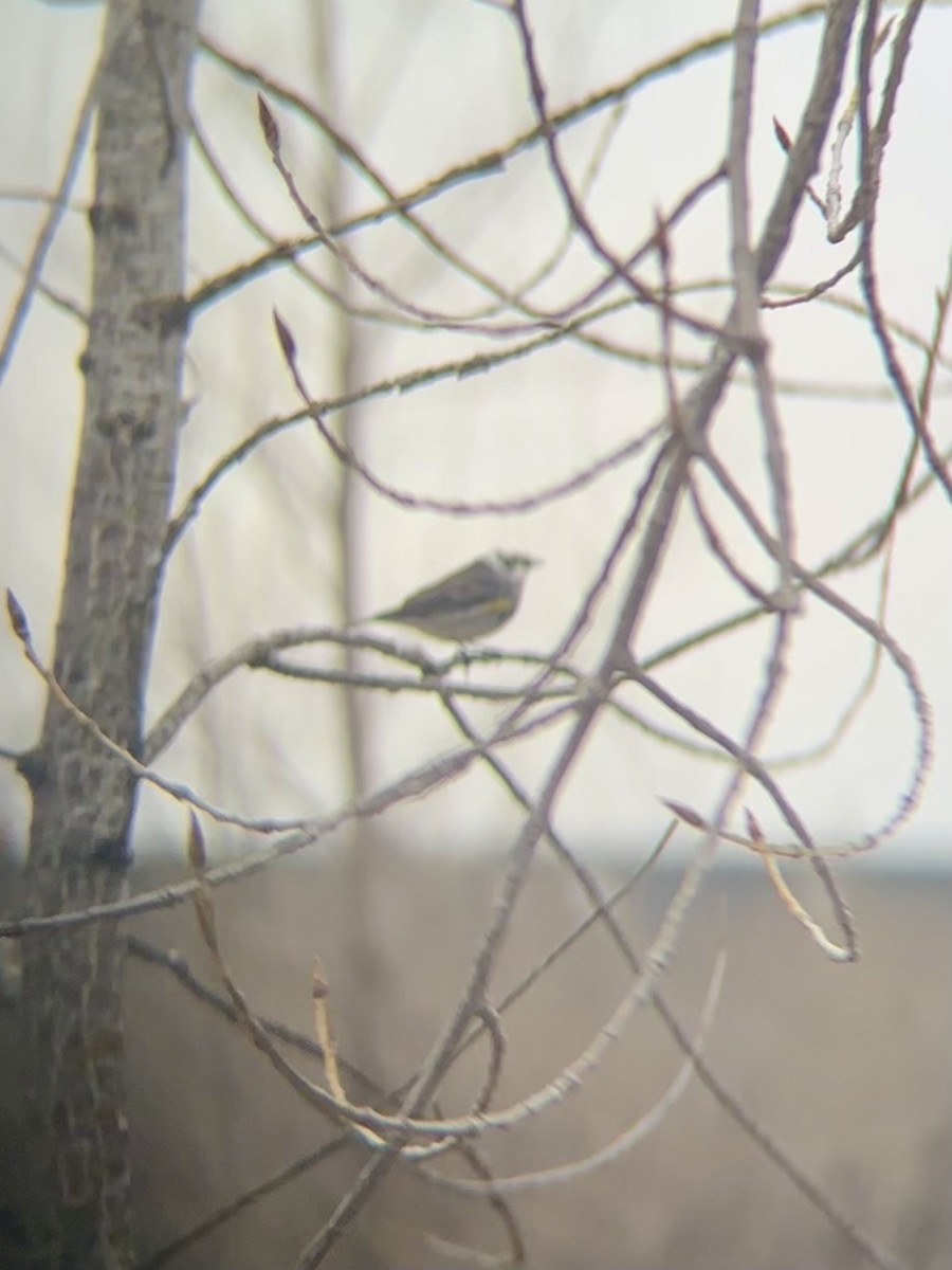 Yellow-rumped Warbler (Myrtle) - ML634587644