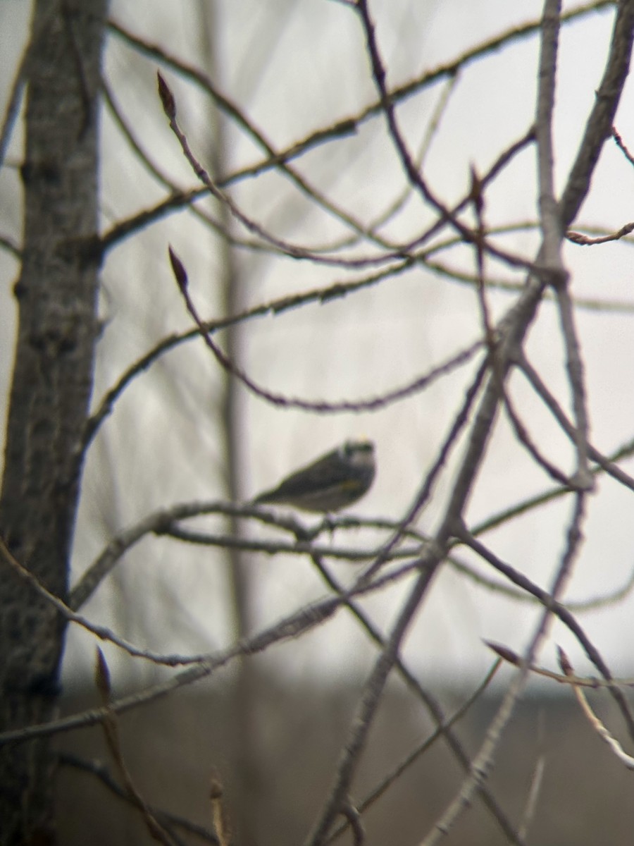 Yellow-rumped Warbler (Myrtle) - ML634587645