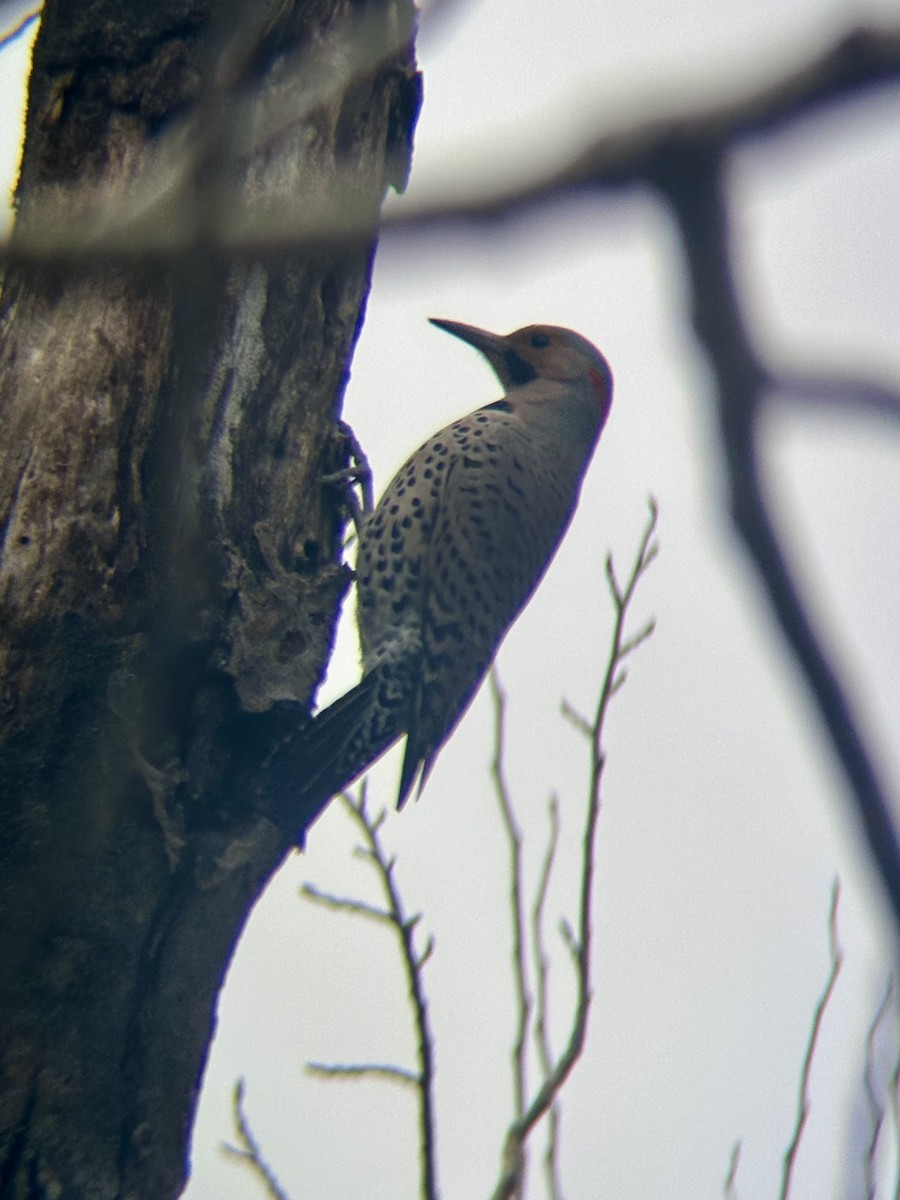 Northern Flicker - ML634587659