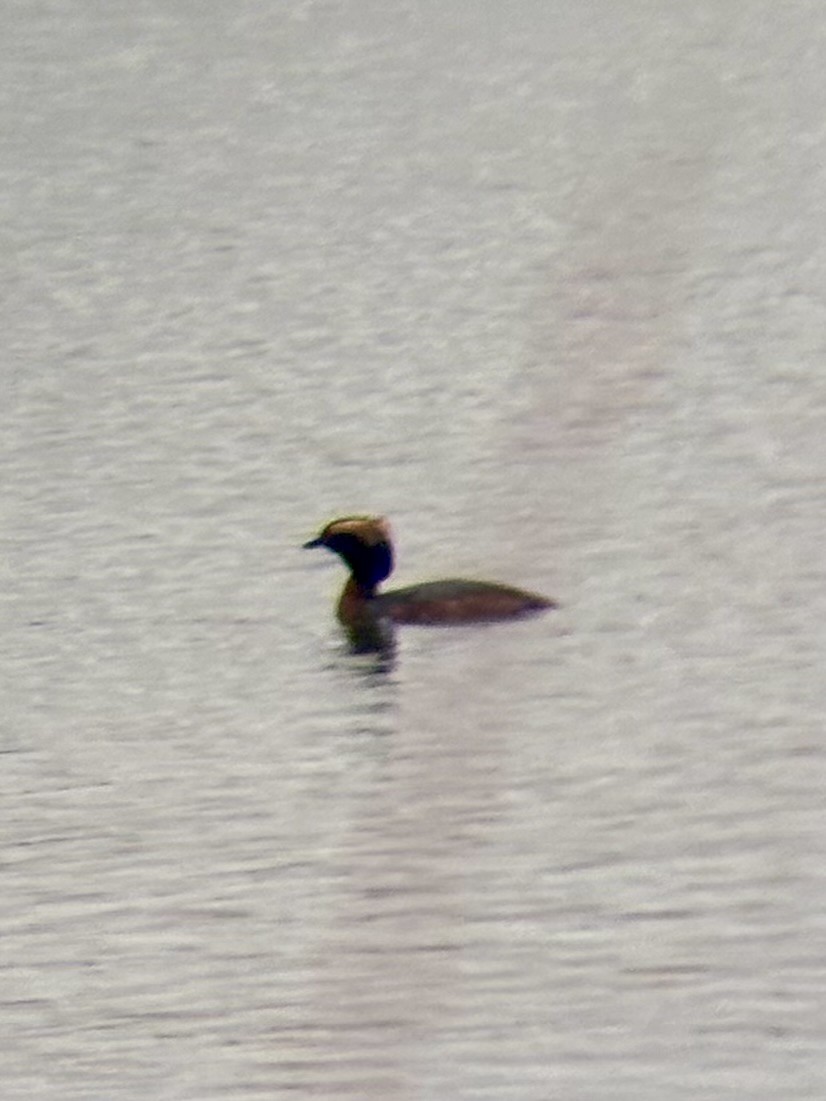 Horned Grebe - ML634587684