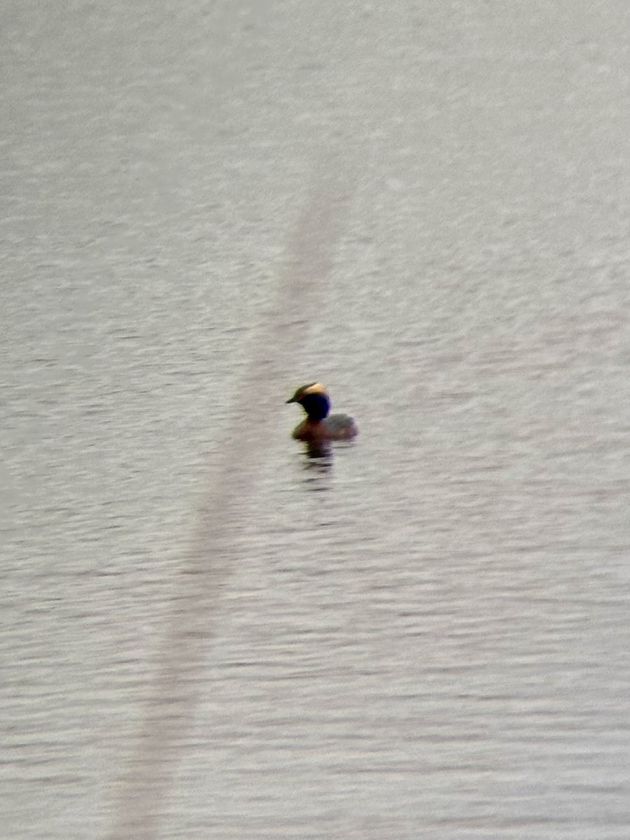 Horned Grebe - ML634587685