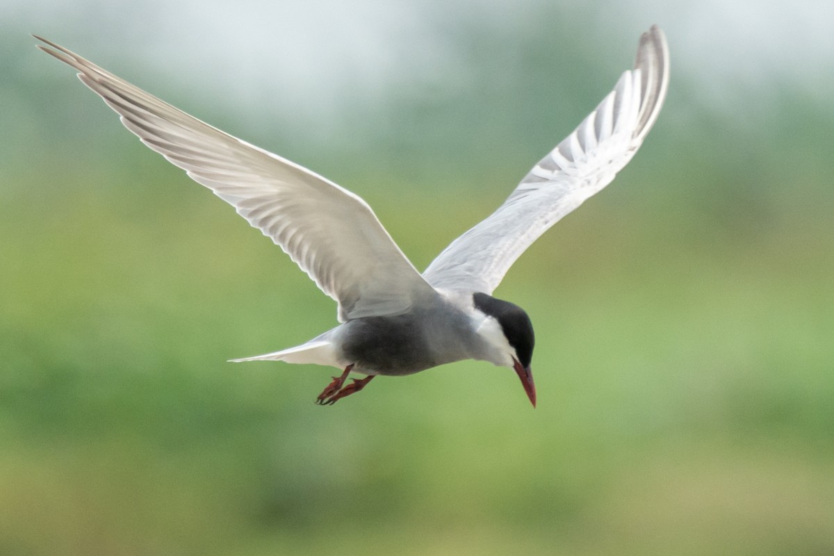 Цагаан шанаат хараалай - ML634587716