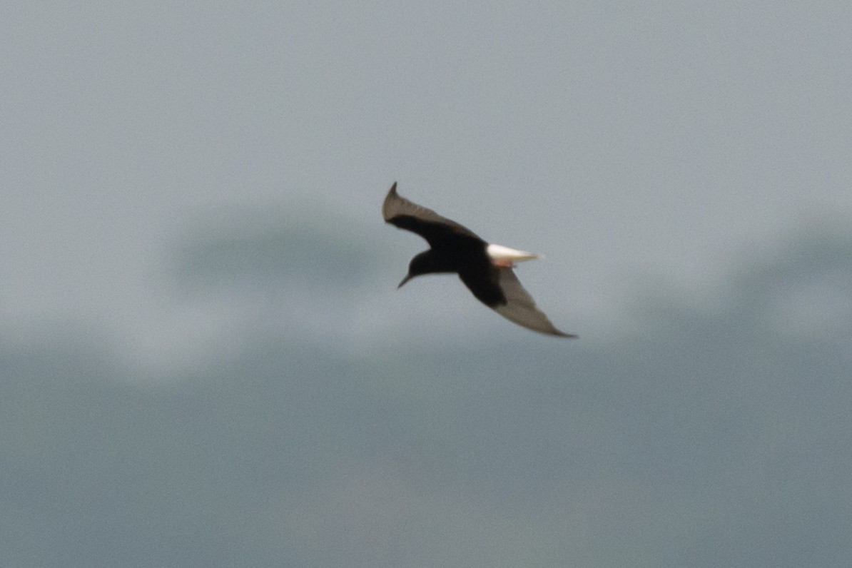 Буурал хараалай - ML634587724