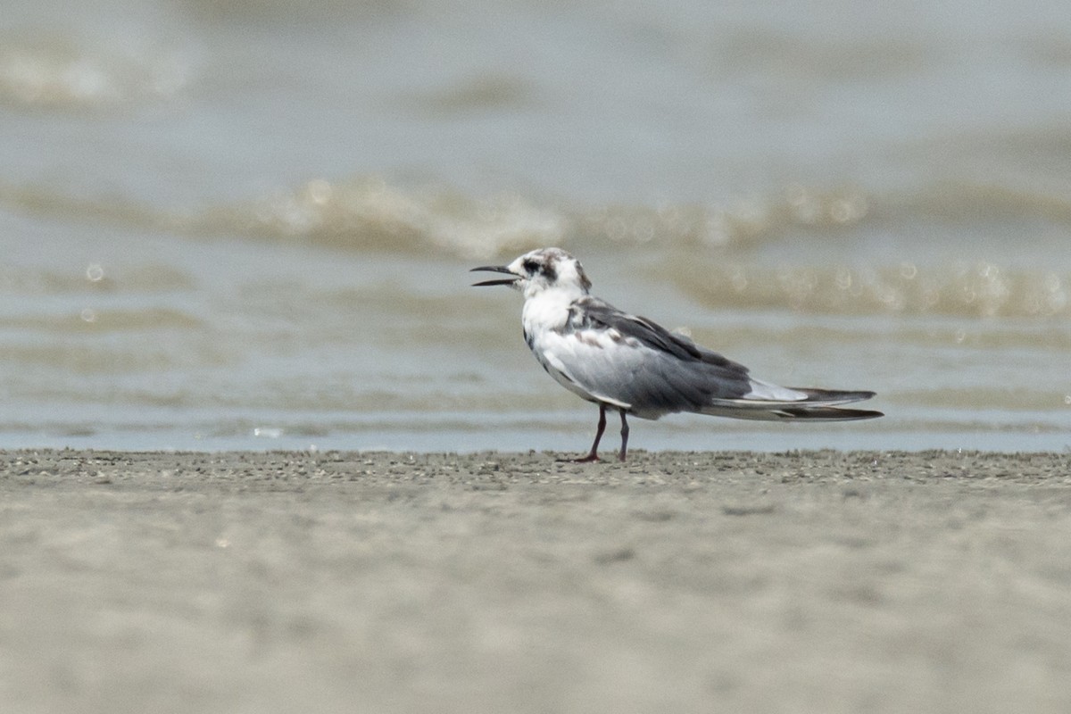 Буурал хараалай - ML634587725