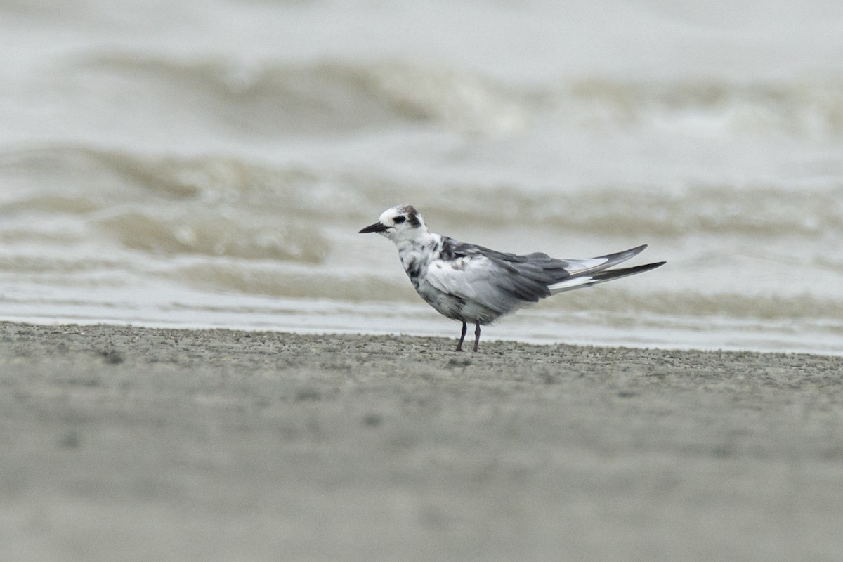 Буурал хараалай - ML634587726