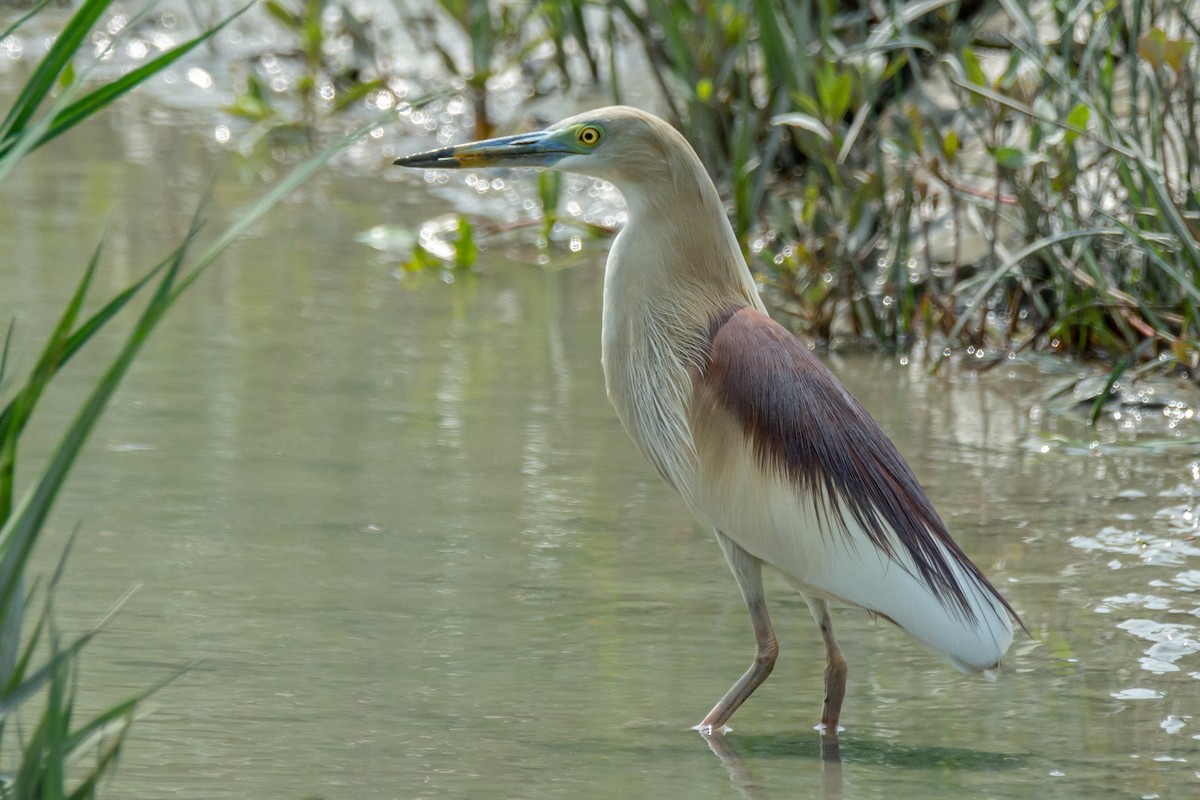 Indian Pond-Heron - ML634587735