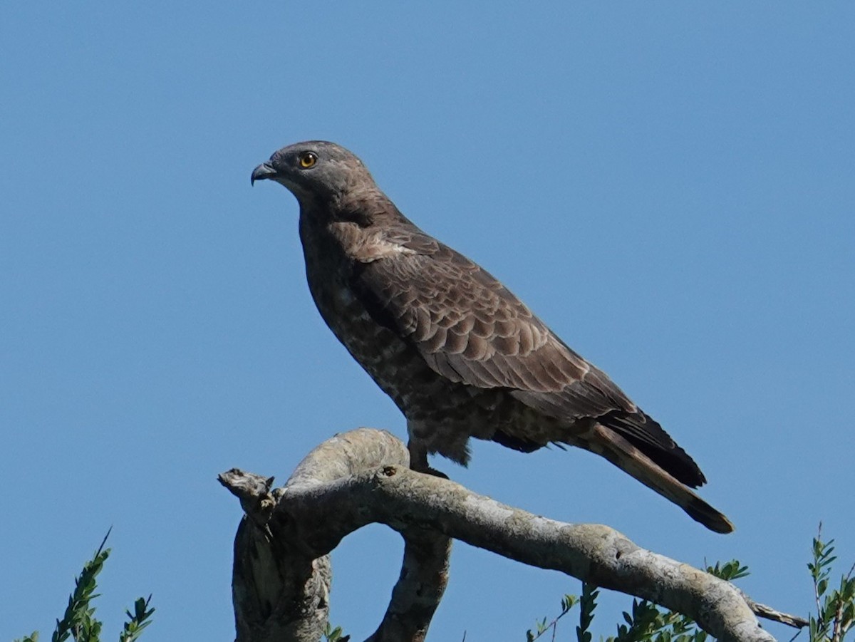 European Honey-buzzard - ML634587753