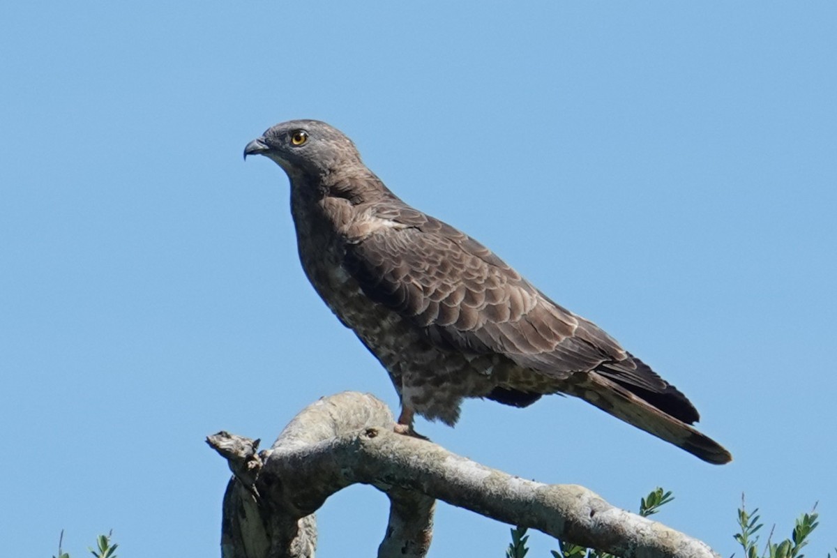 European Honey-buzzard - ML634587754