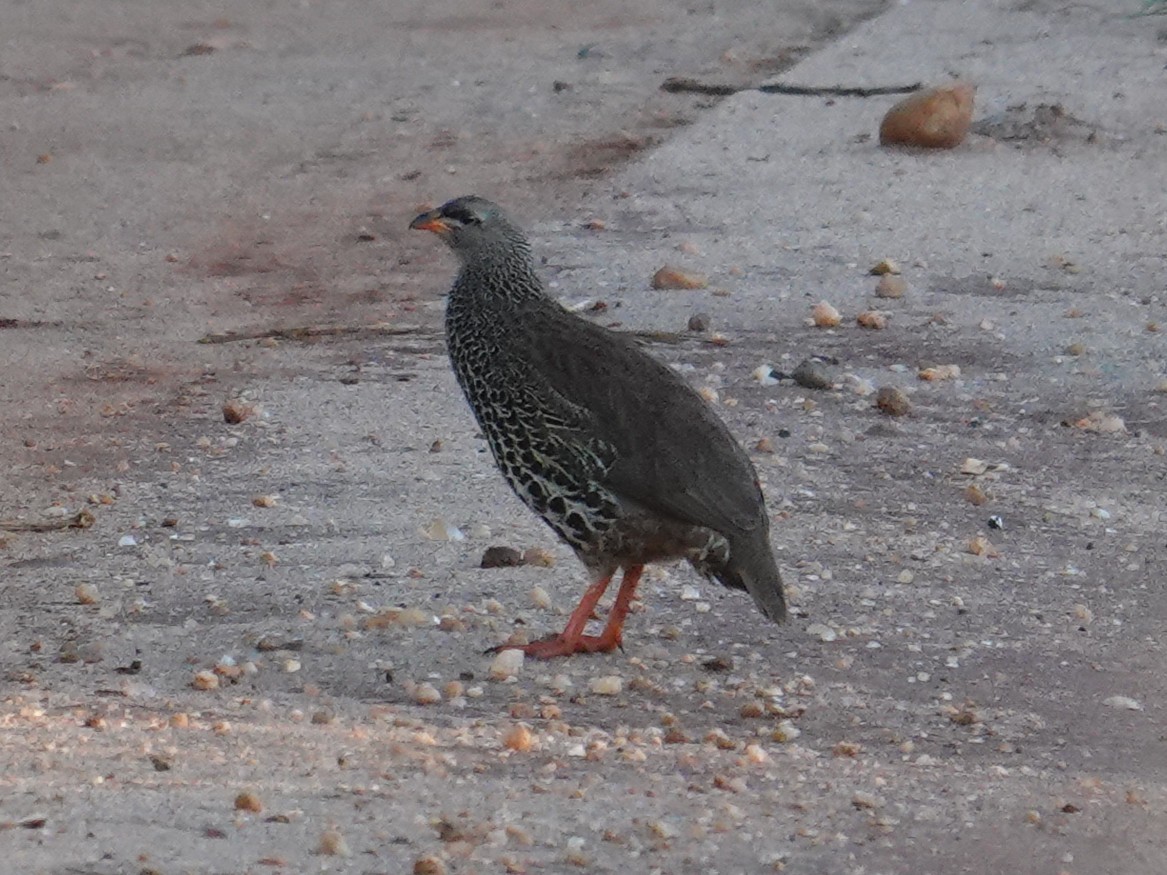 Hildebrandt's Spurfowl - ML634587758