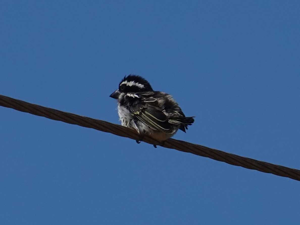 Spot-flanked Barbet - ML634587772