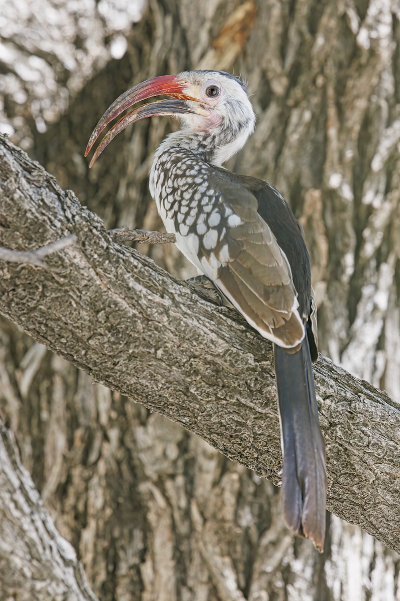 Damara Red-billed Hornbill - ML634587798