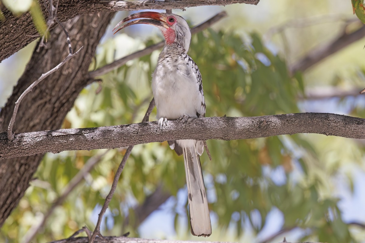 Damara Red-billed Hornbill - ML634587799