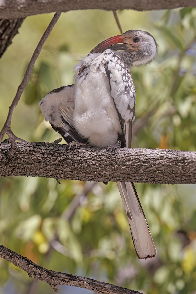 Damara Red-billed Hornbill - ML634587800