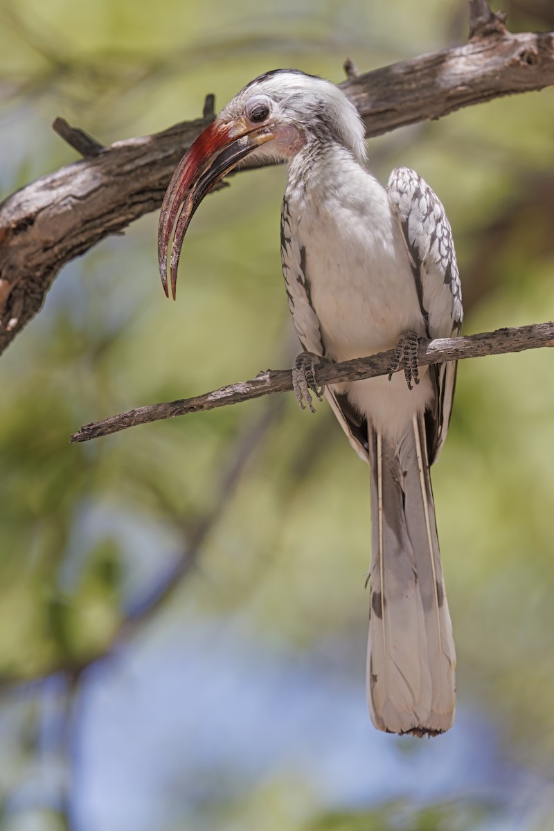 Damara Red-billed Hornbill - ML634587801