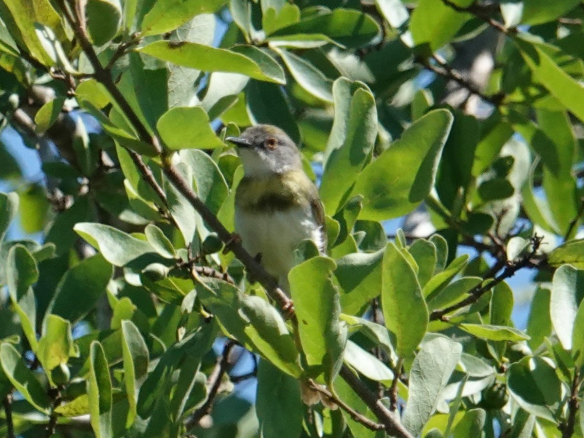 Yellow-breasted Apalis (Brown-tailed) - ML634587806