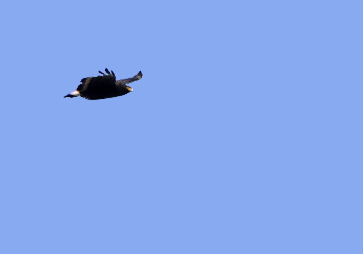 Mountain Serpent-Eagle - ML634587813