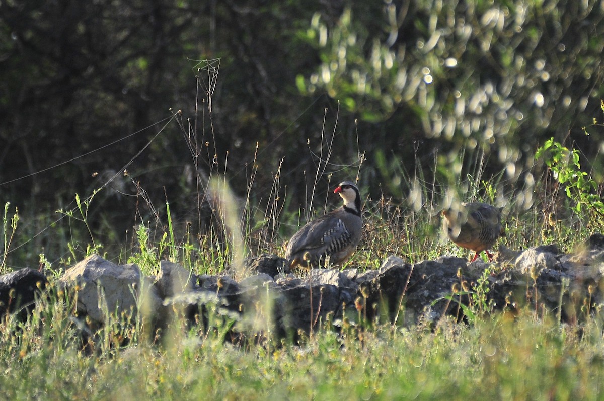 Rock Partridge - ML634587827