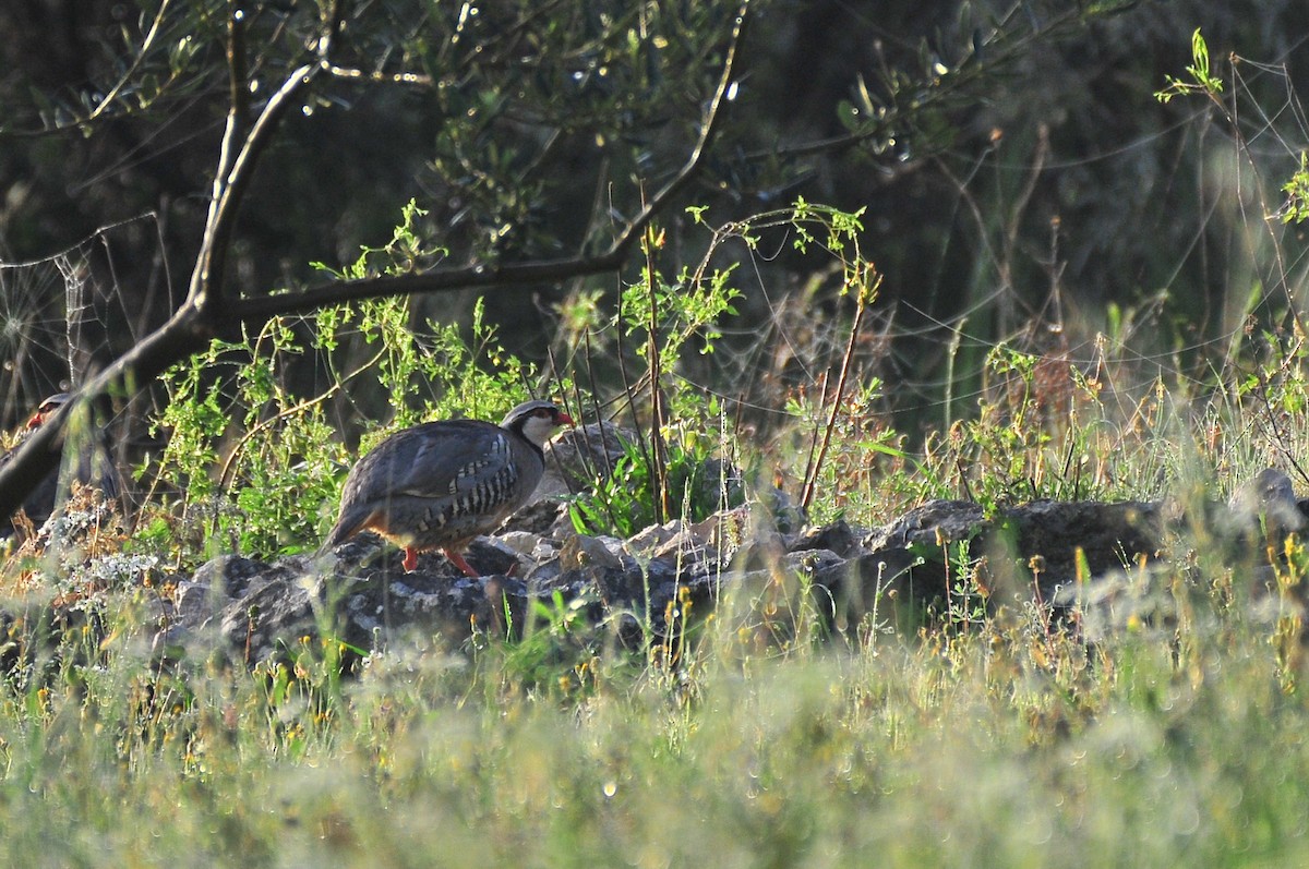 Rock Partridge - ML634587828