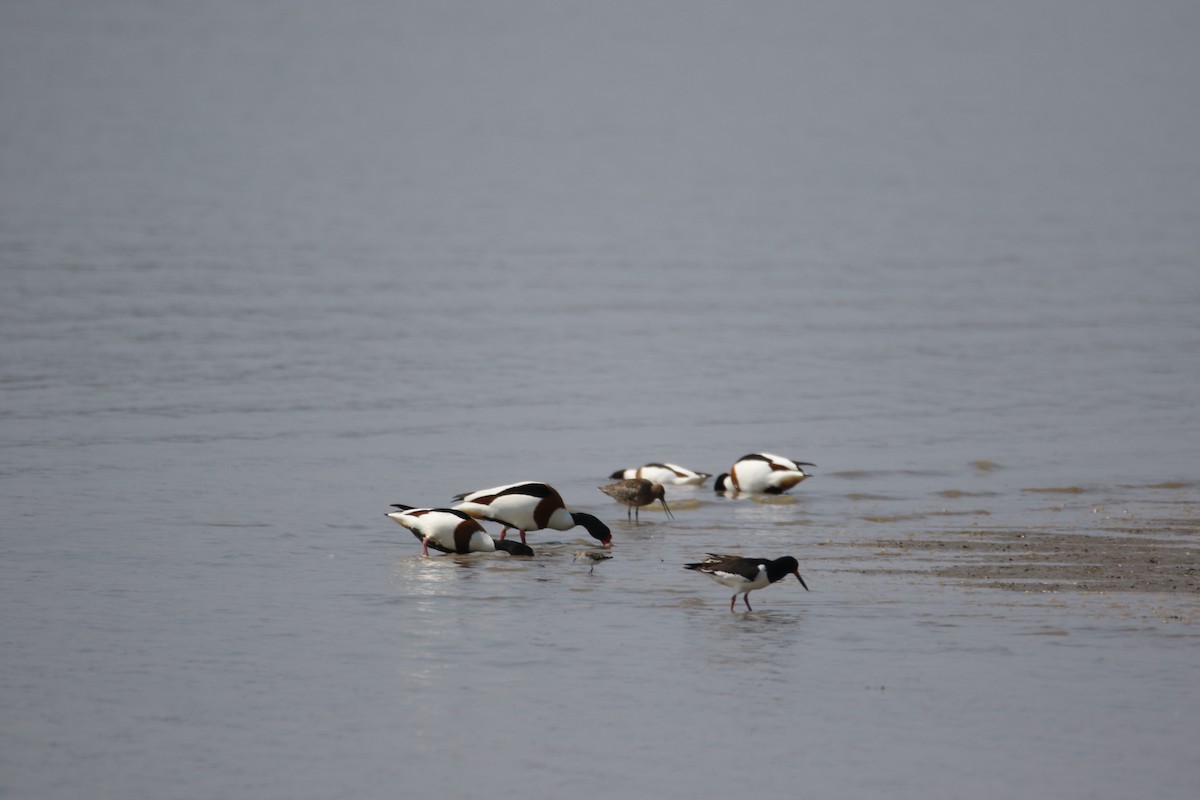 Little Stint - ML634587841