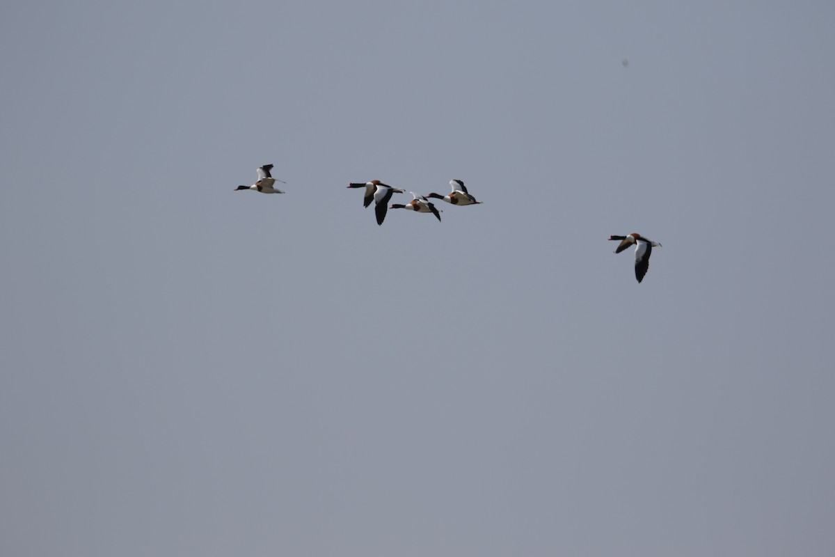 Common Shelduck - ML634587857