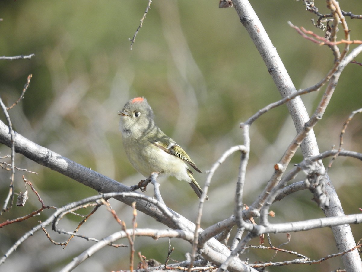 Ruby-crowned Kinglet - ML634587949