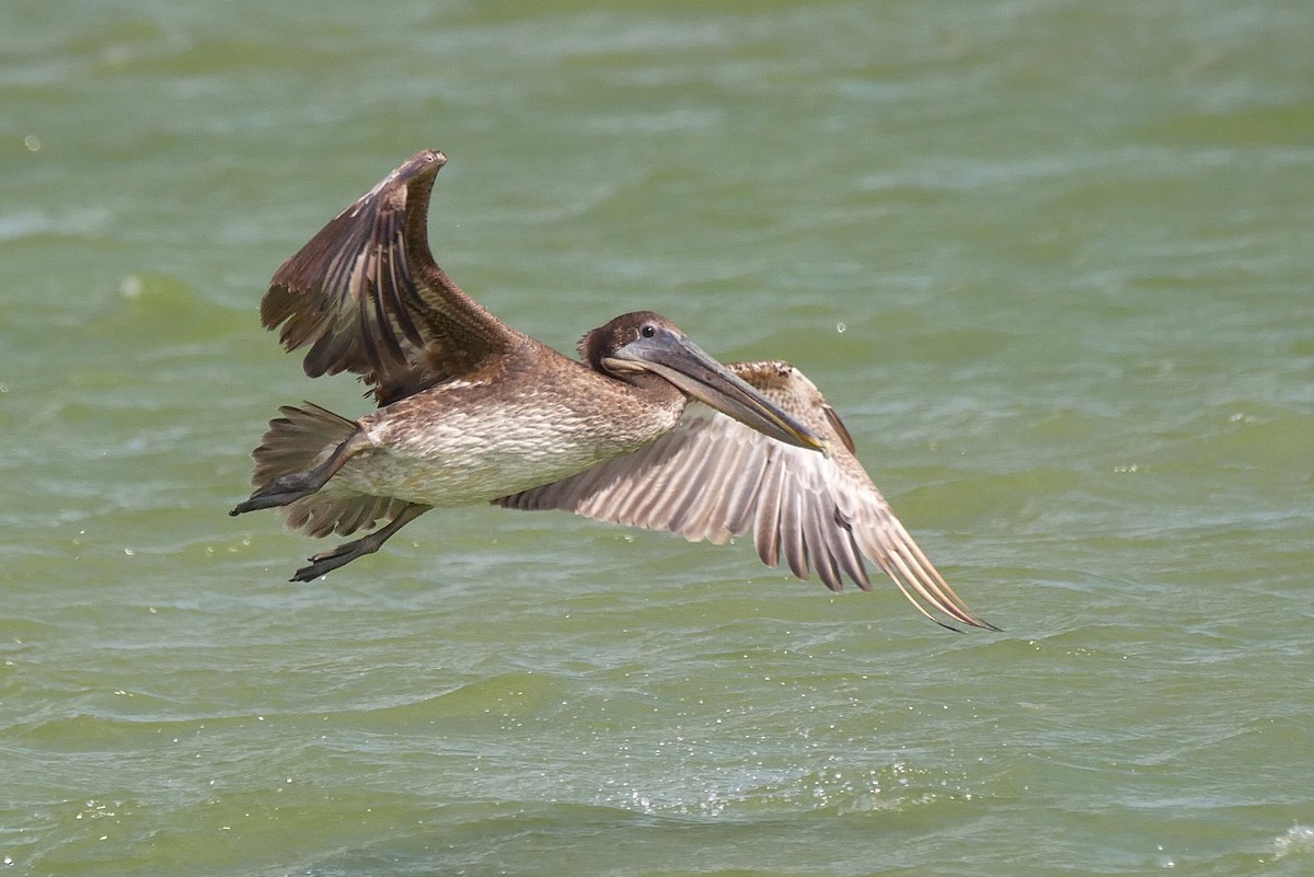 Brown Pelican - ML634588213