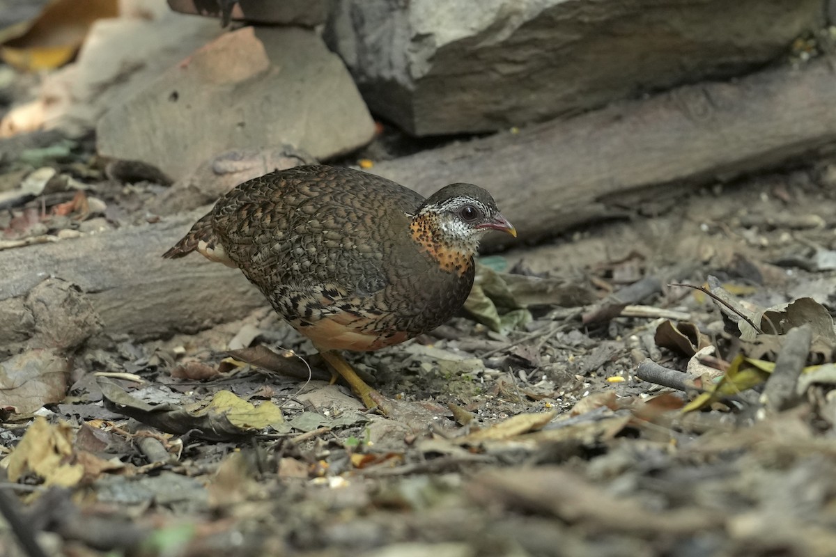 Scaly-breasted Partridge (Green-legged) - ML634588226