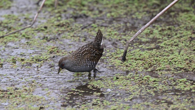 Australian Crake - ML634588230