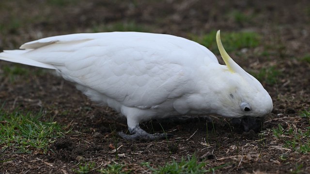 Sulphur-crested Cockatoo - ML634588238
