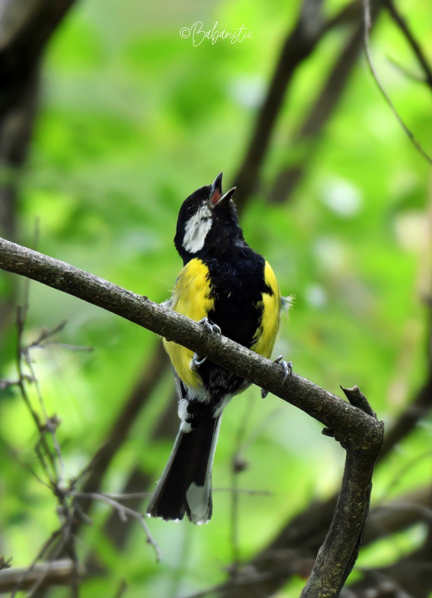 Green-backed Tit - ML634588251