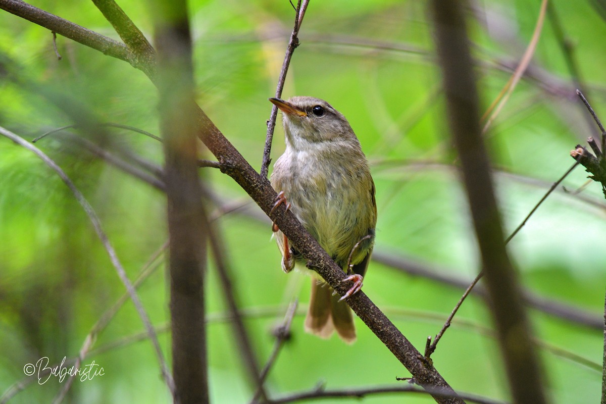 Brownish-flanked Bush Warbler - ML634588254