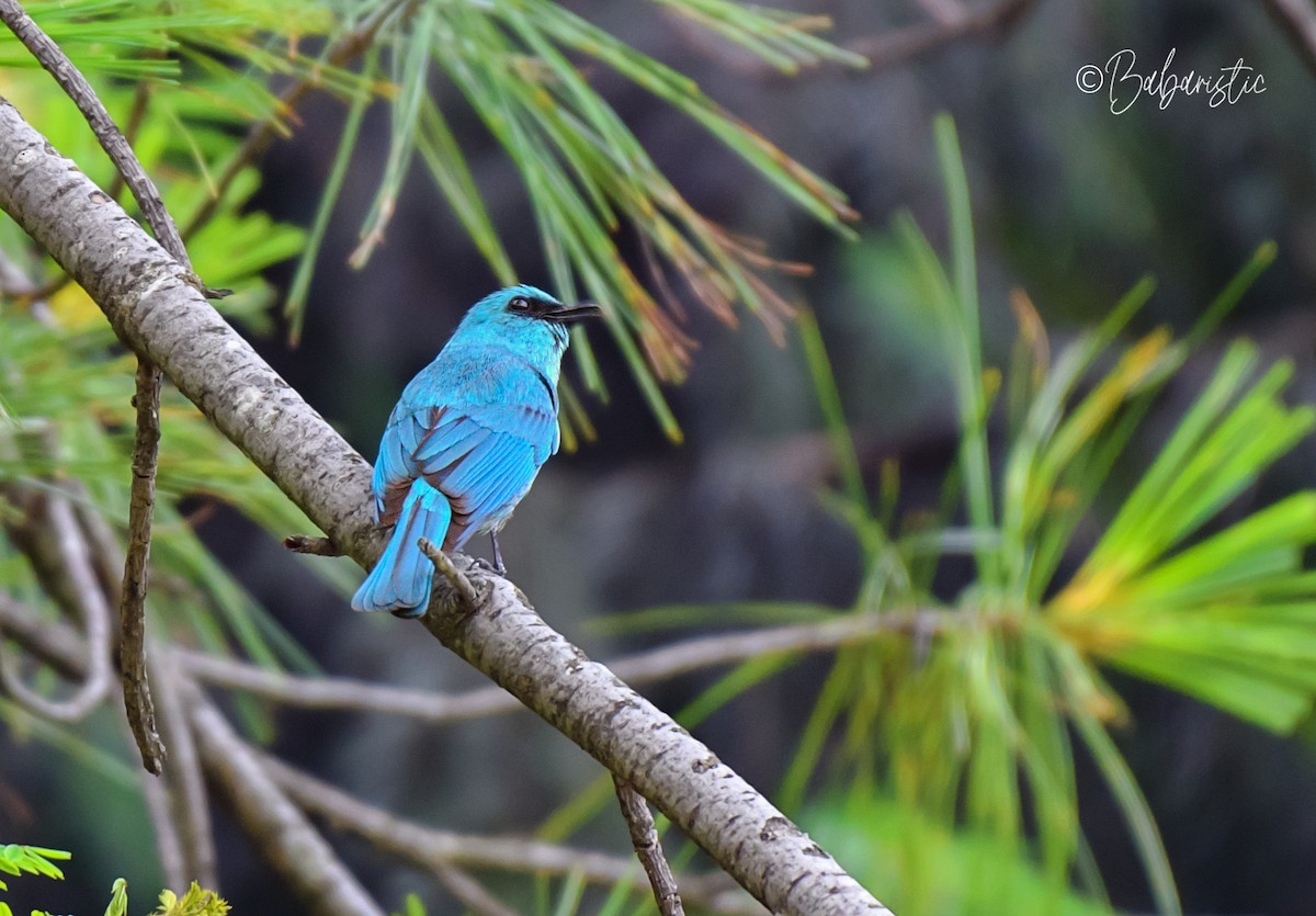 Verditer Flycatcher - ML634588255