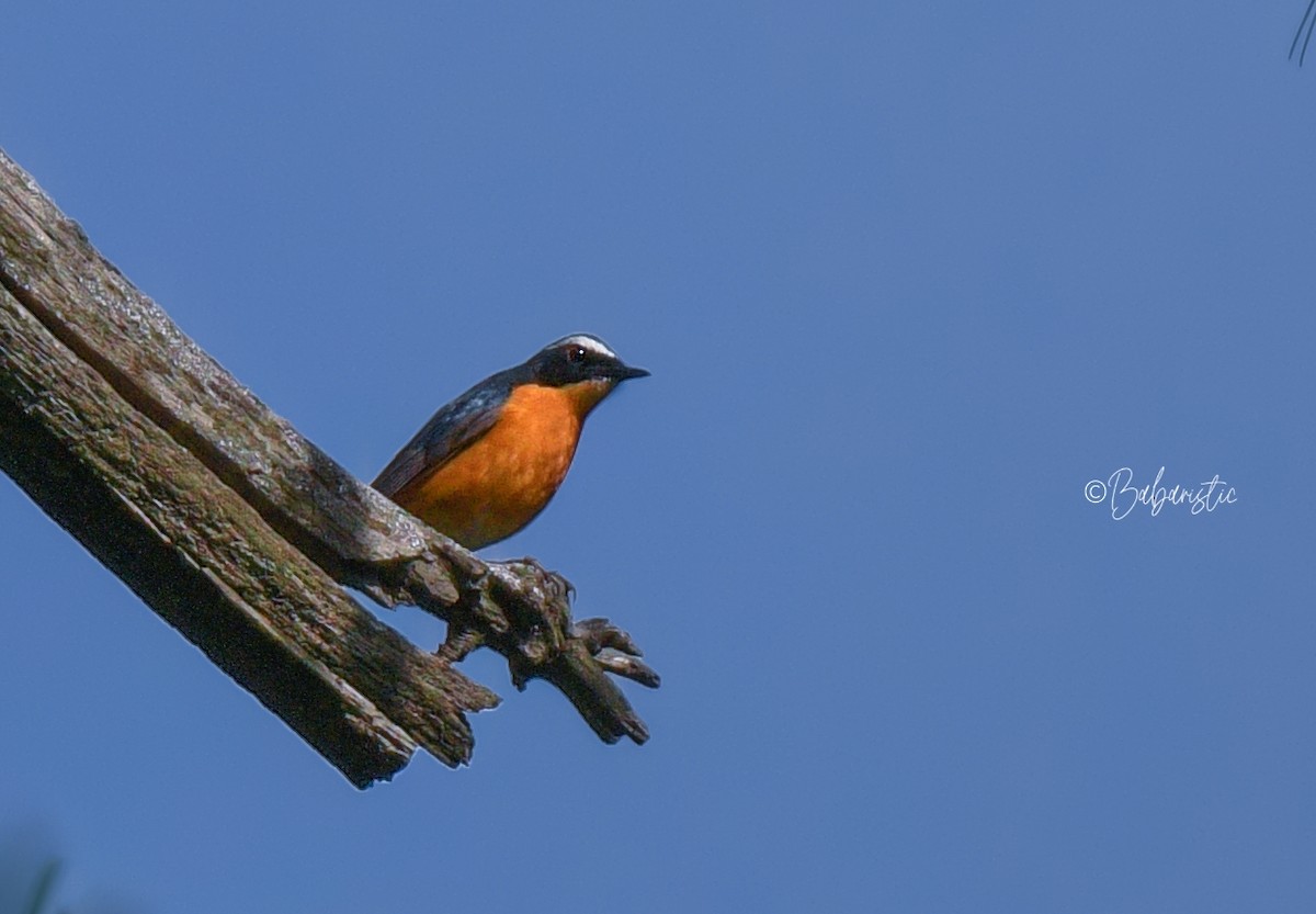 Indian Blue Robin - ML634588256